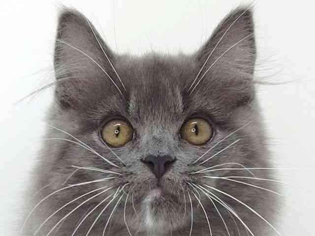 大阪府のマンチカン (ひごペットフレンドリーいこらもーる泉佐野店/2025年8月20日生まれ/男の子/ブルーホワイト)の子猫の1枚目の画像