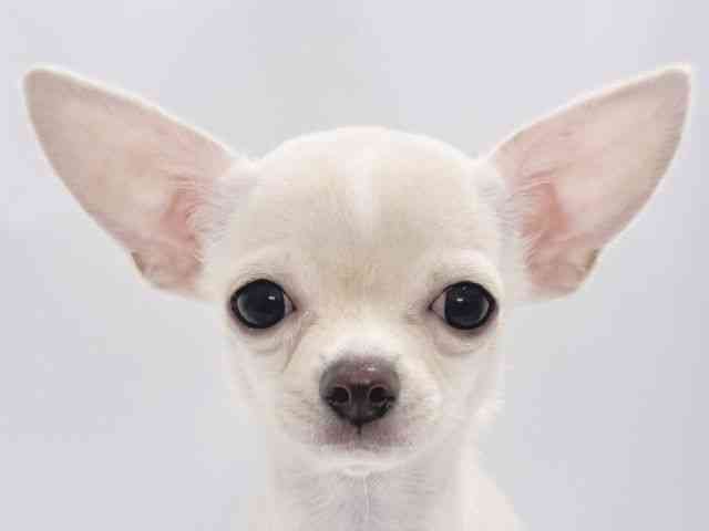 大阪府のチワワ(スムース) (ひごペットフレンドリーイズミヤショッピングセンター千里丘店/2025年8月14日生まれ/女の子/クリーム)の子犬の1枚目の画像