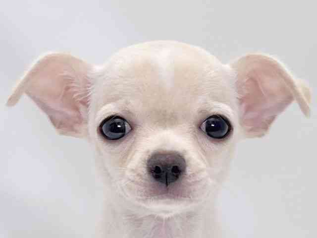 大阪府のチワワ(スムース) (ひごペットフレンドリーイズミヤショッピングセンター千里丘店/2025年8月14日生まれ/女の子/クリーム)の子犬の1枚目の画像