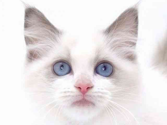 大阪府のラグドール (ひごペットフレンドリーいこらもーる泉佐野店/2025年8月14日生まれ/女の子/ブルーポイントバイカラー)の子猫の1枚目の画像