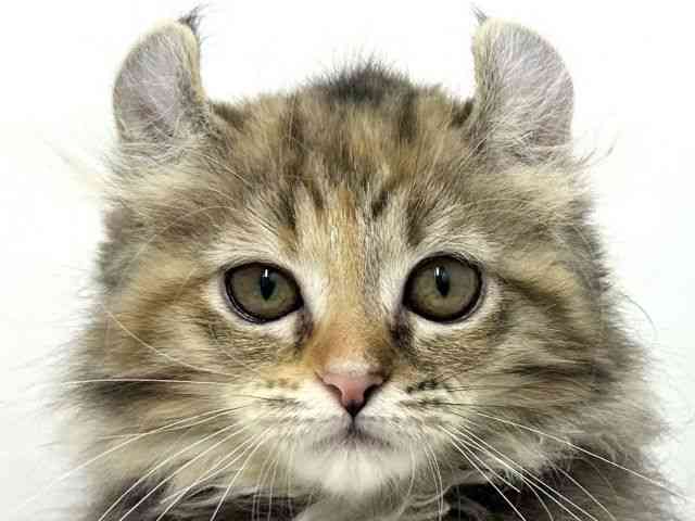 大阪府のアメリカンカール (ひごペットフレンドリーベルファⅡ都島店/2025年8月20日生まれ/女の子/ブラウンパッチドタビー)の子猫の1枚目の画像