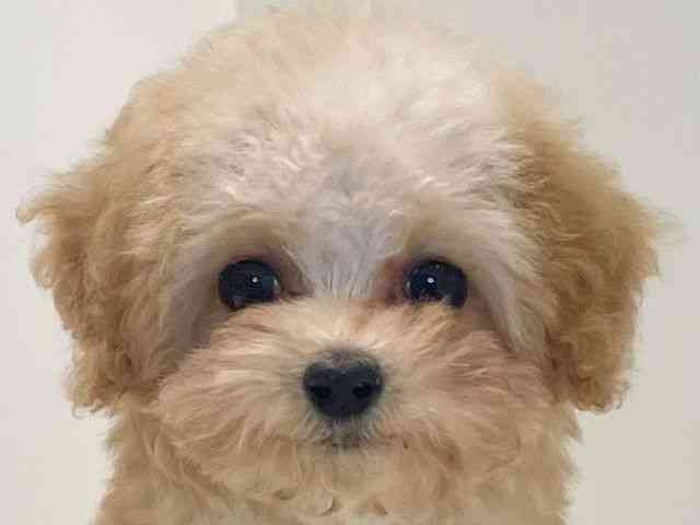 兵庫県のトイプードル(トイ) (ひごペットフレンドリーイトーヨーカドー明石店/2025年8月19日生まれ/女の子/クリーム)の子犬の1枚目の画像