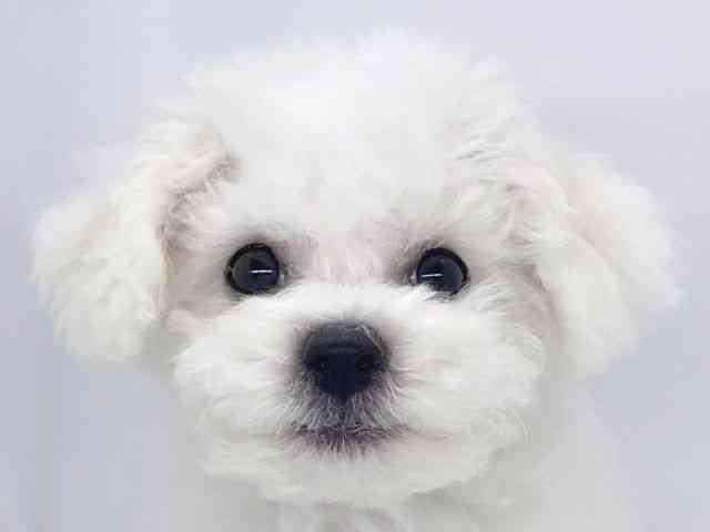 兵庫県のビションフリーゼ (ひごペットフレンドリーイオンタウン加古川店/2025年8月20日生まれ/男の子/ホワイト)の子犬の1枚目の画像