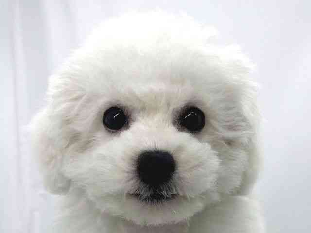 兵庫県のビションフリーゼ (ひごペットフレンドリーイオンタウン加古川店/2025年8月20日生まれ/男の子/ホワイト)の子犬の1枚目の画像