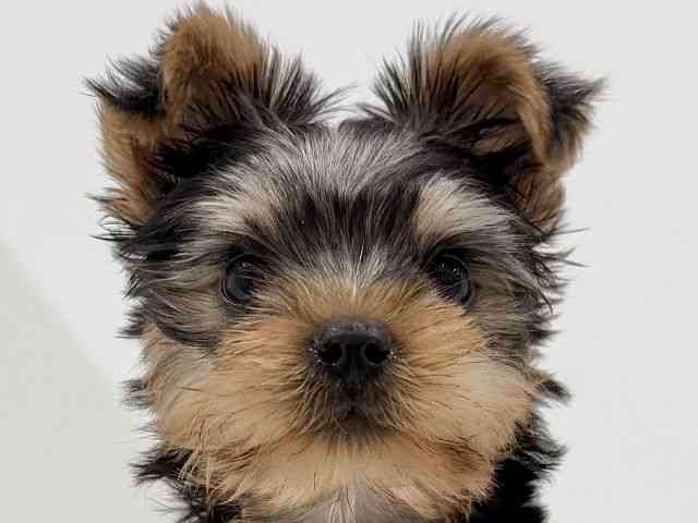 奈良県のヨークシャーテリア (ひごペットフレンドリーイオンモール橿原ウエスト・ビレッジ店/2025年8月14日生まれ/男の子/スチールブルータン)の子犬の1枚目の画像