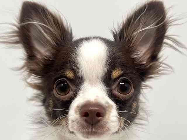 大阪府のチワワ(ロング) (ひごペットフレンドリーイオンタウン豊中庄内店/2025年8月18日生まれ/男の子/ホワイトチョコレートタン)の子犬の1枚目の画像