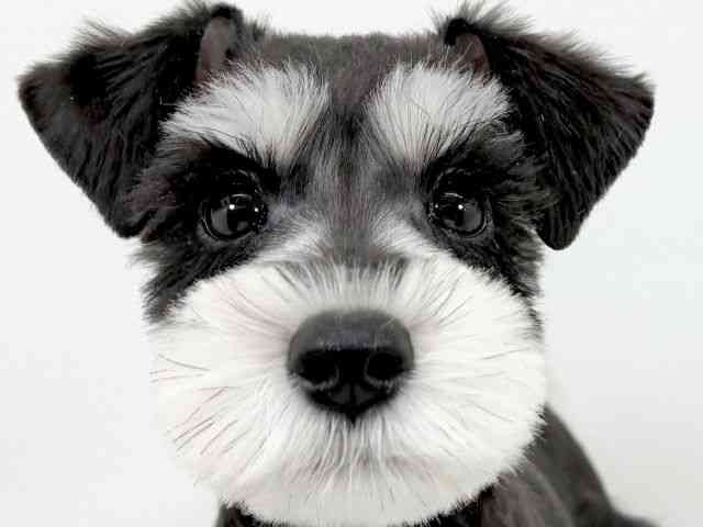 京都府のミニチュアシュナウザー (ひごペットフレンドリーイズミヤショッピングセンター八幡店/2025年8月19日生まれ/女の子/ブラックシルバー)の子犬の1枚目の画像