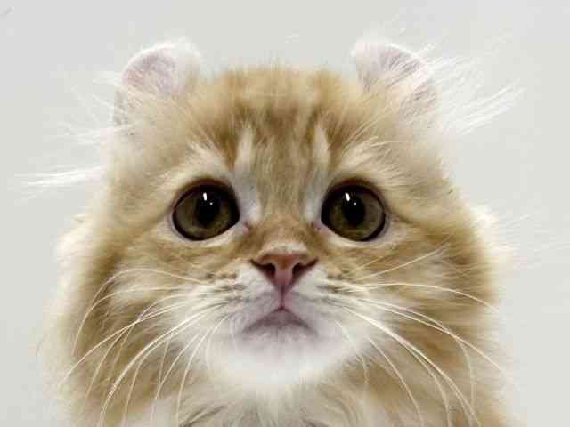 愛知県のアメリカンカール (ひごペットフレンドリーららぽーと名古屋みなとアクルス店/2025年8月20日生まれ/男の子/レッドタビー)の子猫の1枚目の画像