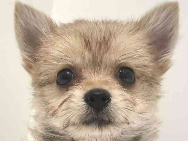 大阪府のポメキー(ポメラニアン×ヨークシャーテリア) (ひごペットフレンドリーイオン高槻店/2025年8月21日生まれ/女の子/オレンジ)の子犬の1枚目の画像