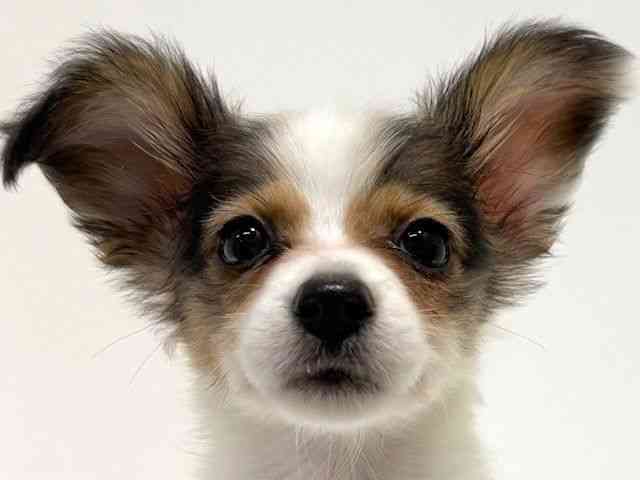 大阪府のパピヨン (ひごペットフレンドリーイオン高槻店/2025年8月20日生まれ/女の子/ホワイトブラウン)の子犬の1枚目の画像