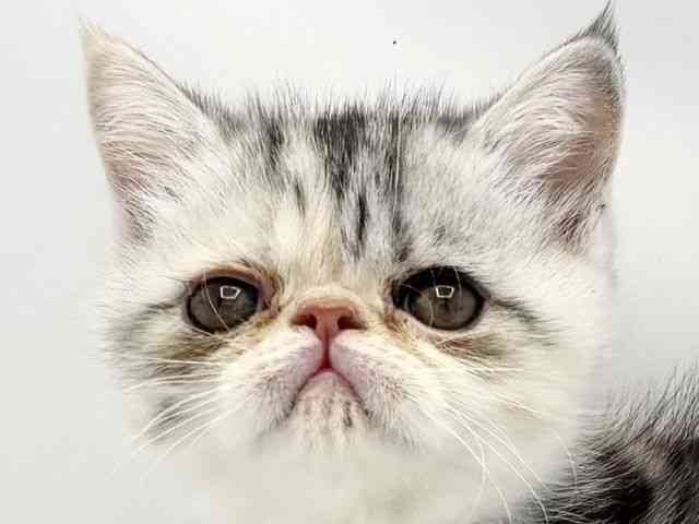 兵庫県のエキゾチック (ひごペットフレンドリークラウンパーク伊丹店/2025年8月20日生まれ/女の子/ブルーシルバーパッチドタビーホワイト)の子猫の1枚目の画像