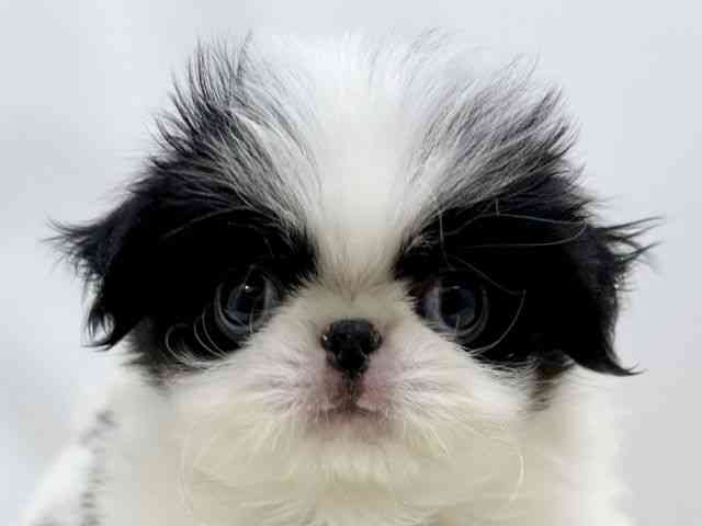 広島県の狆 (ひごペットフレンドリーゆめタウン廿日市店/2025年8月20日生まれ/男の子/白黒)の子犬の1枚目の画像