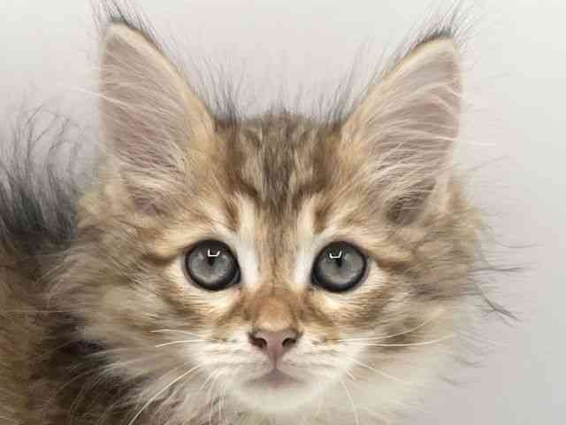 京都府のサイベリアン (ひごペットフレンドリーイオンモール高の原店/2025年8月9日生まれ/男の子/ブラウンマッカレルタビー)の子猫の1枚目の画像