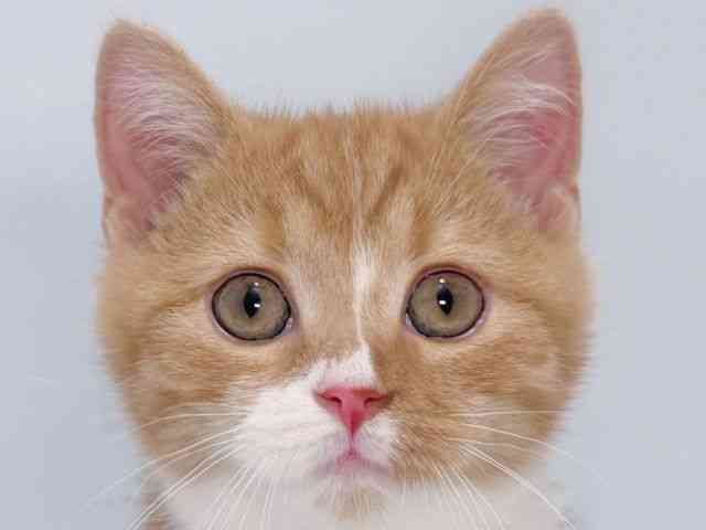 大阪府のスコティッシュフォールド (ひごペットフレンドリーイズミヤショッピングセンター千里丘店/2025年8月5日生まれ/男の子/レッドタビーホワイト)の子猫の1枚目の画像