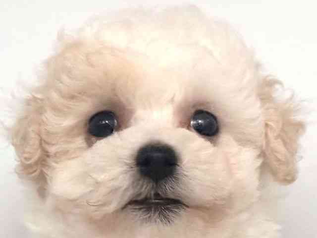 大阪府のビションプー(ビションフリーゼ×プードル) (ひごペットフレンドリー岸和田店/2025年8月19日生まれ/女の子/クリームホワイト)の子犬の1枚目の画像