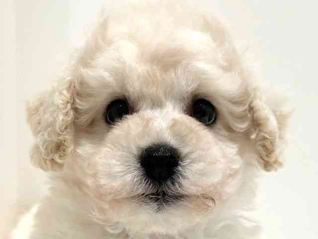 大阪府のビションプー(ビションフリーゼ×プードル) (ひごペットフレンドリーイオン高槻店/2025年8月19日生まれ/男の子/クリームホワイト)の子犬の1枚目の画像