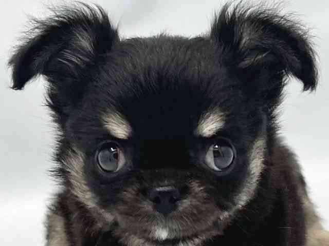 大阪府のチワワ(ロング) (ひごペットフレンドリーイトーヨーカドー津久野店/2025年8月20日生まれ/女の子/ブラックタン)の子犬の1枚目の画像