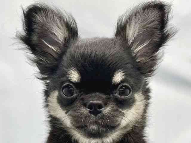 大阪府のチワワ(ロング) (ひごペットフレンドリーイトーヨーカドー津久野店/2025年8月20日生まれ/女の子/ブラックタン)の子犬の1枚目の画像