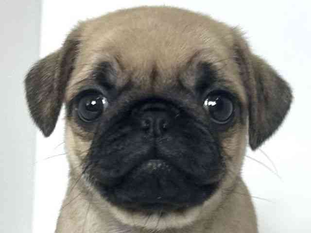 大阪府のパグ (ひごペットフレンドリーアクロスプラザ住之江店/2025年8月20日生まれ/女の子/フォーン)の子犬の1枚目の画像