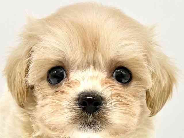 大阪府のハーフ犬・ミックス犬 (ひごペットフレンドリーイオンタウン豊中庄内店/2025年8月20日生まれ/男の子/クリーム)の子犬の1枚目の画像