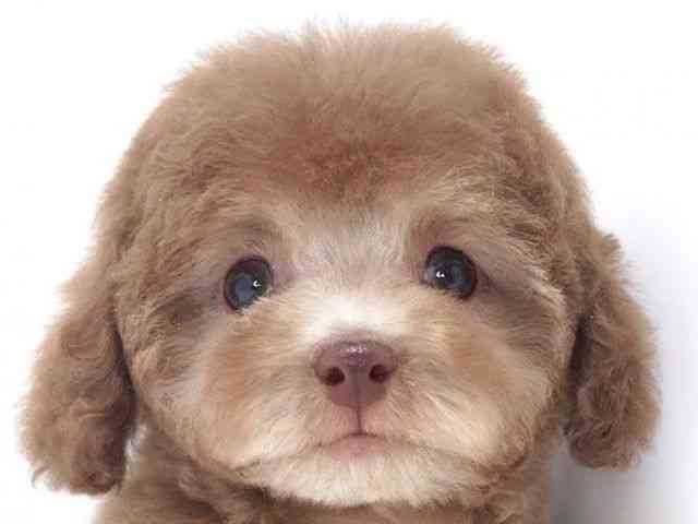 大阪府のトイプードル(トイ) (ひごペットフレンドリーいこらもーる泉佐野店/2025年8月21日生まれ/男の子/シルバーベージュ)の子犬の1枚目の画像