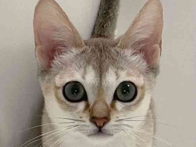 兵庫県のシンガプーラ (ひごペットフレンドリーイトーヨーカドー明石店/2025年7月17日生まれ/女の子/セピアアグーティ)の子猫の1枚目の画像