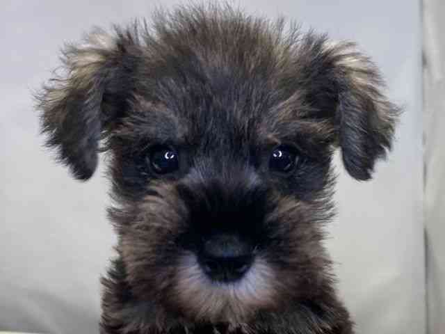 島根県のミニチュアシュナウザー (ひごペットフレンドリーイオンモール出雲店/2025年8月8日生まれ/男の子/ソルトペッパー)の子犬の1枚目の画像