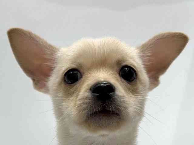 愛知県のチワプー/プーチー(チワワ×プードル) (ひごペットフレンドリーヴィアモール アピタ江南西店/2025年8月23日生まれ/女の子/クリーム)の子犬の1枚目の画像