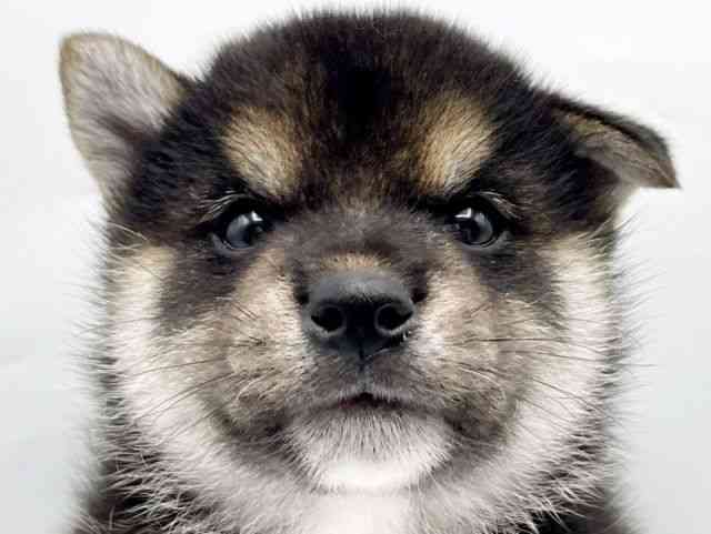 奈良県の柴犬(標準サイズ) (ひごペットフレンドリートナリエ大和高田店/2025年8月23日生まれ/男の子/黒)の子犬の1枚目の画像