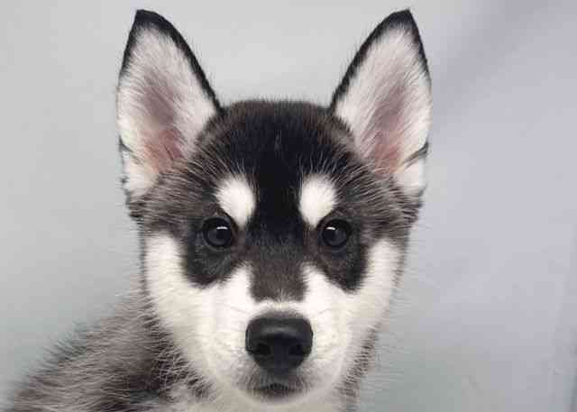 鳥取県のシベリアンハスキー (ひごペットフレンドリーイオンモール鳥取北店/2025年8月23日生まれ/男の子/ブラックホワイト)の子犬の1枚目の画像