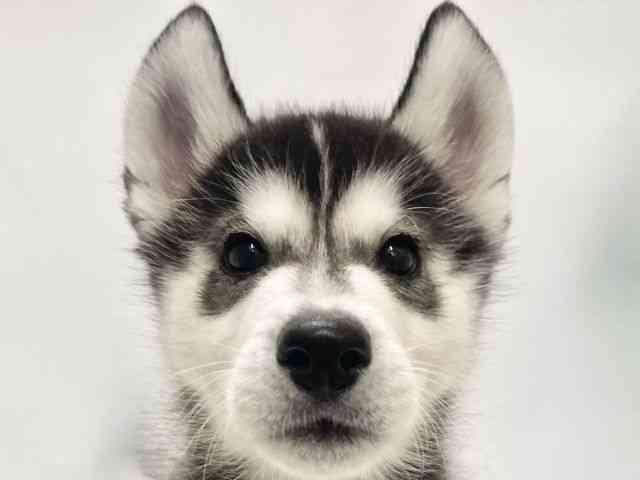 高知県のシベリアンハスキー (ひごペットフレンドリーイオンモール高知店/2025年8月23日生まれ/男の子/ブラックホワイト)の子犬の1枚目の画像