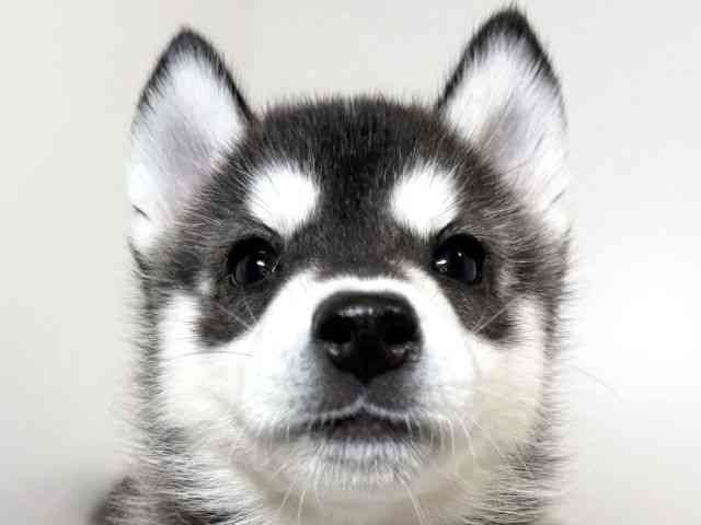 兵庫県のシベリアンハスキー (ひごペットフレンドリーイトーヨーカドー明石店/2025年8月23日生まれ/女の子/ブラックホワイト)の子犬の1枚目の画像