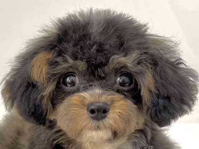 京都府のチワプー/プーチー(チワワ×プードル) (ひごペットフレンドリー京都店/2025年8月23日生まれ/女の子/ブラックタンホワイト)の子犬の1枚目の画像