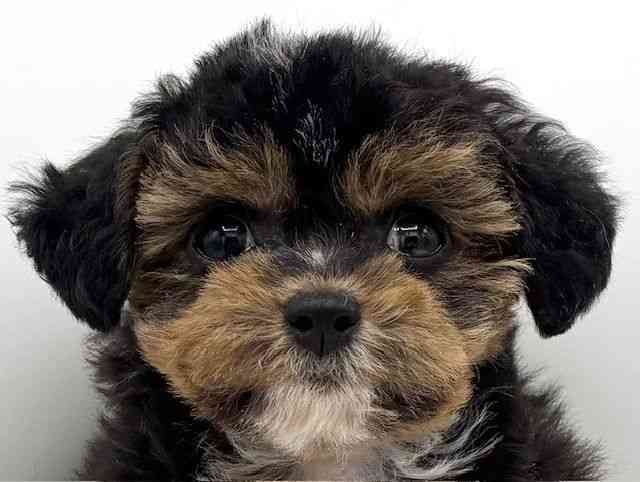 大阪府のチワプー/プーチー(チワワ×プードル) (ひごペットフレンドリーららぽーとEXPOCITY店/2025年8月23日生まれ/女の子/ブラックタンホワイト)の子犬の1枚目の画像