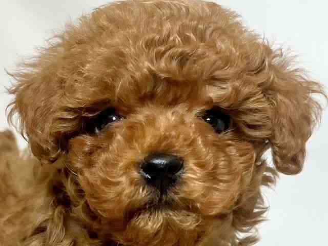 和歌山県のトイプードル(トイ) (ひごペットフレンドリーパームシティ和歌山店/2025年8月23日生まれ/男の子/レッド)の子犬の1枚目の画像