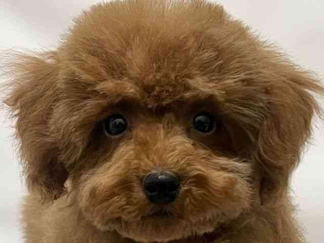 和歌山県のトイプードル(トイ) (ひごペットフレンドリーパームシティ和歌山店/2025年8月23日生まれ/男の子/レッド)の子犬の1枚目の画像