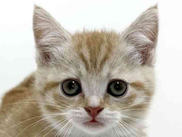 兵庫県のマンチカン (ひごペットフレンドリーイトーヨーカドー明石店/2025年8月22日生まれ/女の子/レッドタビー)の子猫の1枚目の画像