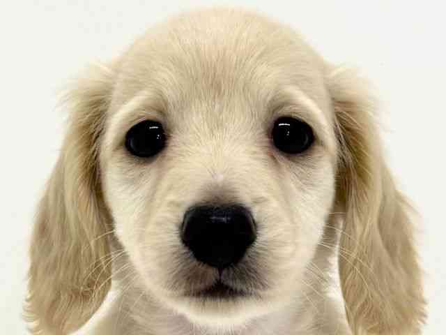 大阪府のミニチュアダックスフンド(ロング) (ひごペットフレンドリーくずはモール店/2025年8月21日生まれ/男の子/イエロー)の子犬の1枚目の画像