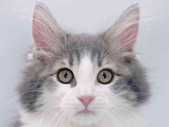 大阪府のサイベリアン (ひごペットフレンドリーイズミヤショッピングセンター千里丘店/2025年8月24日生まれ/女の子/ブルーパッチドタビーホワイト)の子猫の1枚目の画像