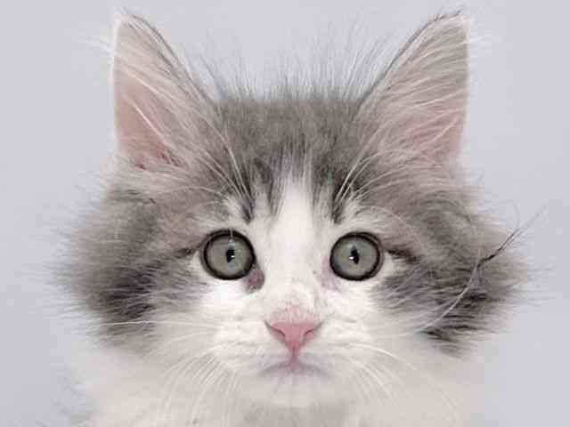 大阪府のサイベリアン (ひごペットフレンドリーイズミヤショッピングセンター千里丘店/2025年8月24日生まれ/女の子/ブルーパッチドタビーホワイト)の子猫の1枚目の画像