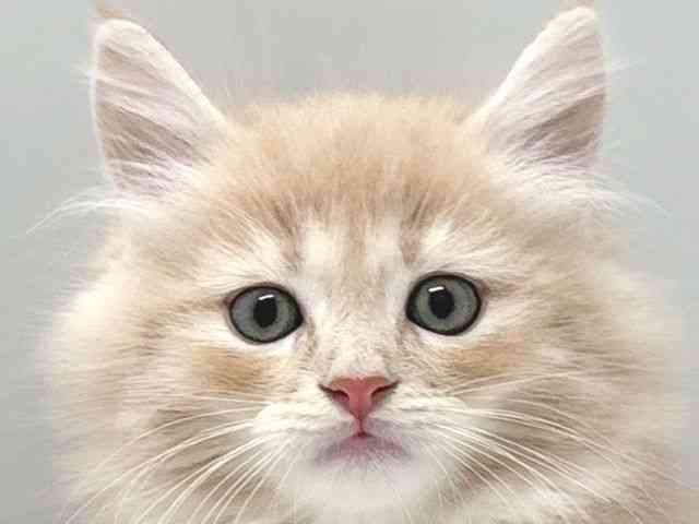 京都府のサイベリアン (ひごペットフレンドリー京都店/2025年8月24日生まれ/男の子/クリームタビー)の子猫の1枚目の画像