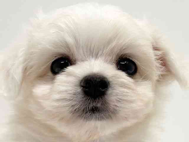 大阪府のチワマル/マルチワ(チワワ×マルチーズ) (ひごペットフレンドリーイオン高槻店/2025年7月23日生まれ/女の子/クリーム)の子犬の1枚目の画像