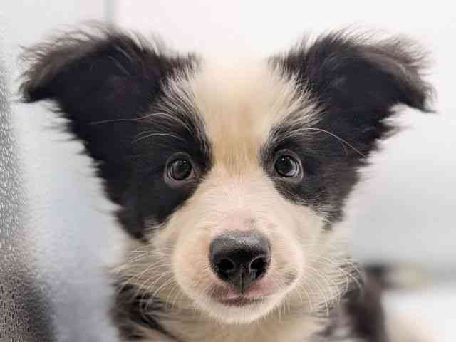 香川県のボーダーコリー (ひごペットフレンドリーゆめタウン高松店/2025年8月23日生まれ/女の子/ブラックホワイト)の子犬