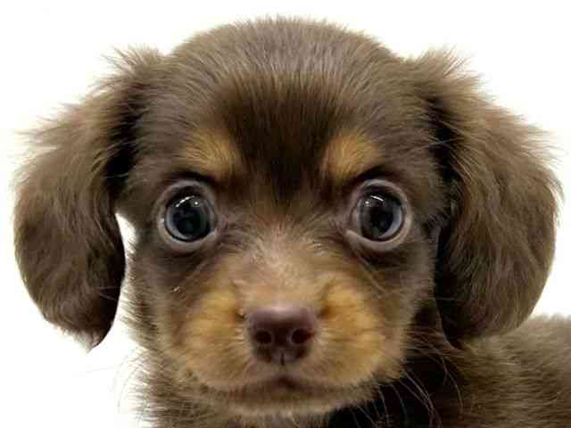 兵庫県のチワックス(チワワ×ダックス) (ひごペットフレンドリーブルメールHAT神戸店/2025年8月23日生まれ/男の子/チョコレートタン)の子犬の1枚目の画像