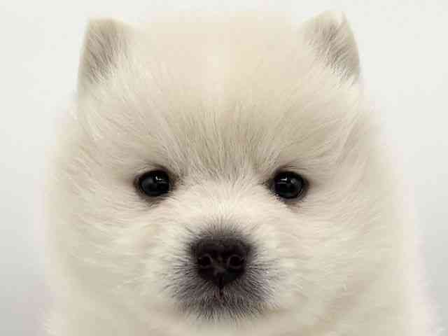 大阪府のポメ柴/豆ポメ/ポメ豆柴(ポメラニアン×柴犬) (ひごペットフレンドリーイズミヤショッピングセンター千里丘店/2025年8月23日生まれ/男の子/ホワイト)の子犬の1枚目の画像