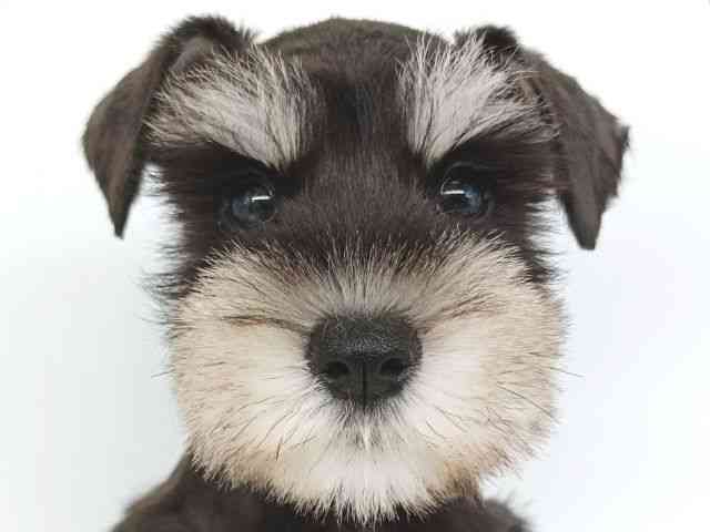 大阪府のミニチュアシュナウザー (ひごペットフレンドリー泉ヶ丘店/2025年8月22日生まれ/女の子/ブラックシルバー)の子犬の1枚目の画像