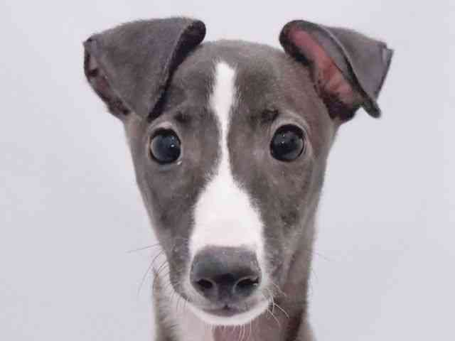 大阪府のイタリアングレーハウンド (ひごペットフレンドリーイズミヤショッピングセンター千里丘店/2025年8月21日生まれ/男の子/シールホワイト)の子犬の1枚目の画像