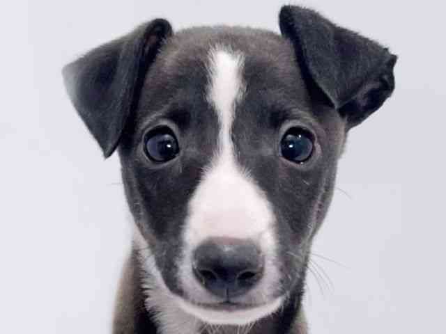 大阪府のイタリアングレーハウンド (ひごペットフレンドリーイズミヤショッピングセンター千里丘店/2025年8月21日生まれ/男の子/シールホワイト)の子犬の1枚目の画像