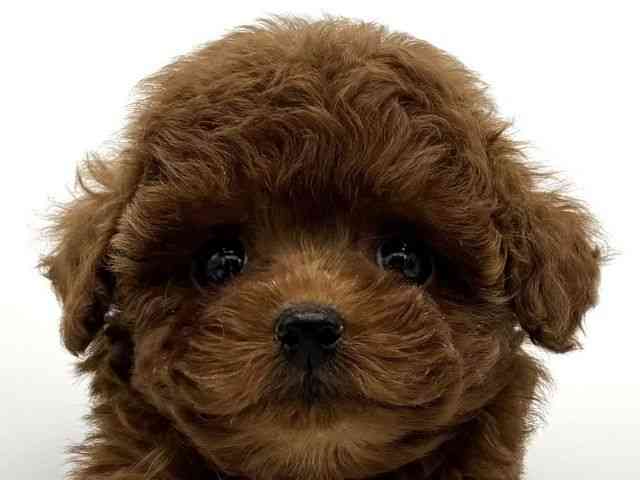 大阪府のトイプードル(トイ) (ひごペットフレンドリーららぽーとEXPOCITY店/2025年8月23日生まれ/女の子/レッド)の子犬の1枚目の画像