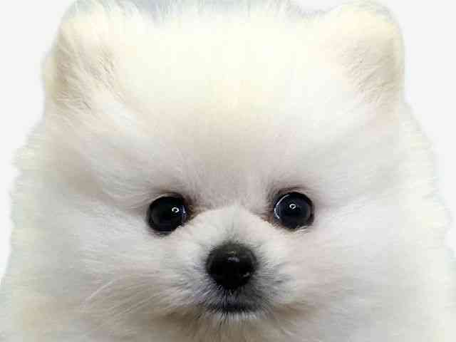 愛媛県のポメラニアン (ひごペットフレンドリーエミフルMASAKI店/2025年8月23日生まれ/女の子/クリーム)の子犬の1枚目の画像